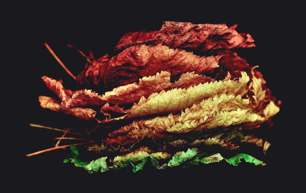 Doloribus voluptas rerum illum.